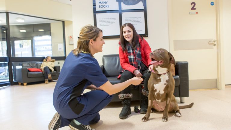 Vets Now Client Care 1280x720 1 768x432