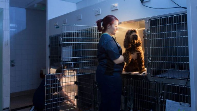 Vets Now Ipswich 857x482 1 2 768x432