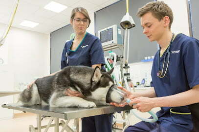 vets now specilaist services glasgow