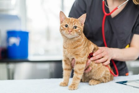 Cat Vet 5