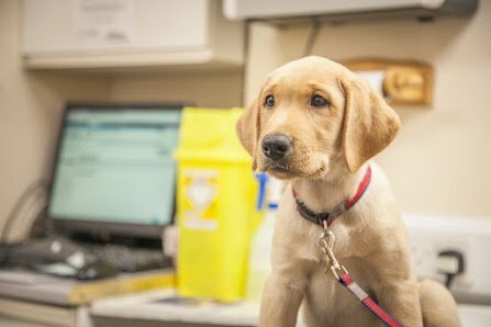 Dog Vet 8 1